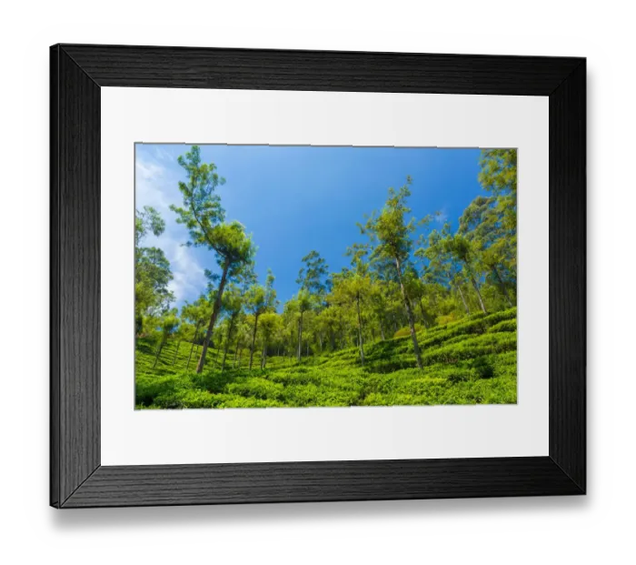 Framed Print : Tea plantation in Kerala Framed Print : Tea plantation in Kerala