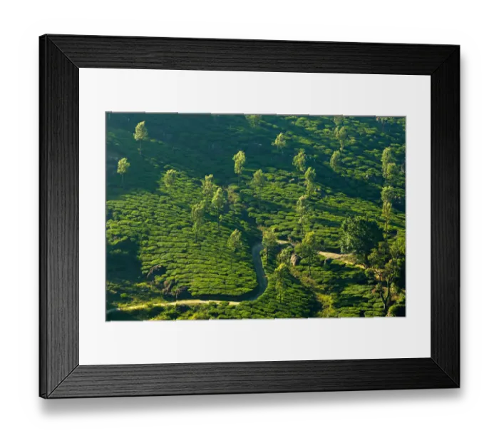 Framed Print : Tea plantation in Kerala, India Framed Print : Tea plantation in Kerala, India