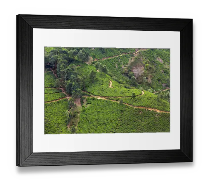 Framed Print : Tea plantation in Kerala Framed Print : Tea plantation in Kerala