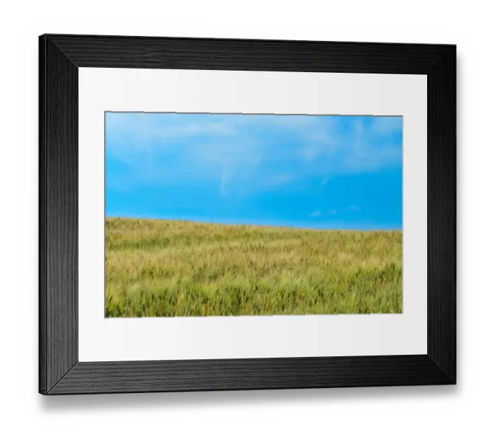 Framed Print : Wheat field ready for harvesting near Pienza, Tuscany, Italy Framed Print : Wheat field ready for harvesting near Pienza, Tuscany, Italy