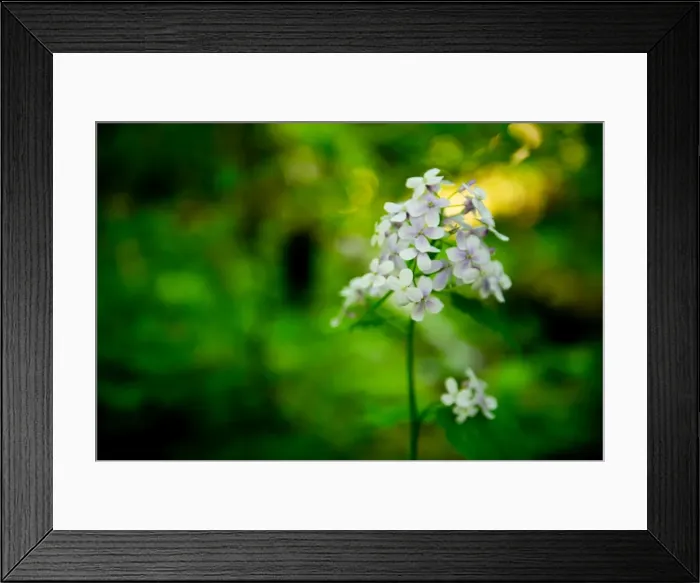 Framed Print : Small White Flowers Framed Print : Small White Flowers