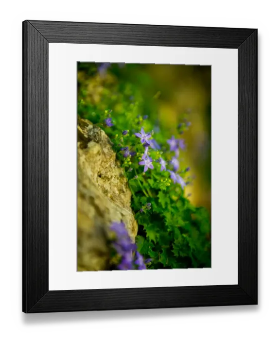 Framed Print : Tiny Purple Flowers at Plitvice Lakes National Park Framed Print : Tiny Purple Flowers at Plitvice Lakes National Park
