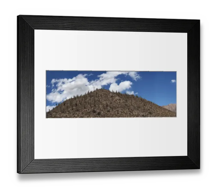 Framed Print : Desert Hill covered with Cardon Cacti in Northern Argentina Framed Print : Desert Hill covered with Cardon Cacti in Northern Argentina