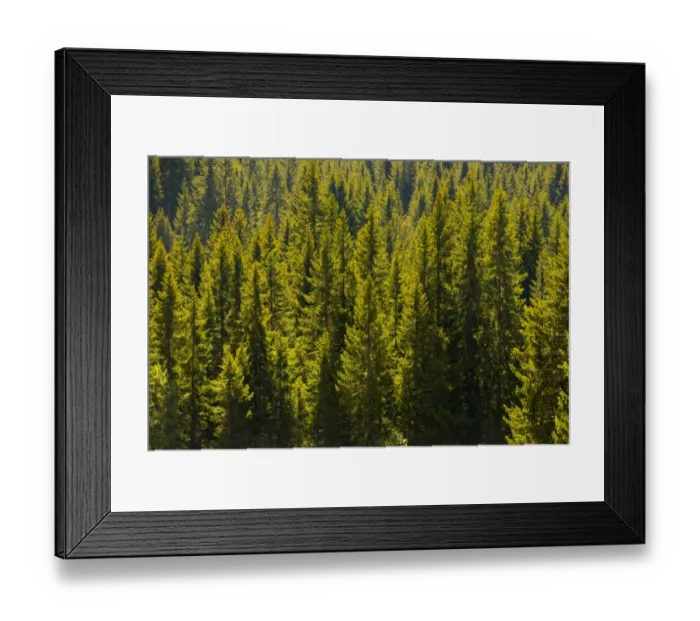 Framed Print : Pines forest Framed Print : Pines forest