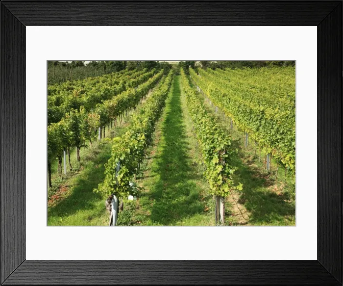 Framed Print : Vineyard, Austria, Wachau Framed Print : Vineyard, Austria, Wachau