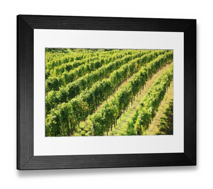 Framed Print : Vineyard, Austria, Wachau Valley Framed Print : Vineyard, Austria, Wachau Valley
