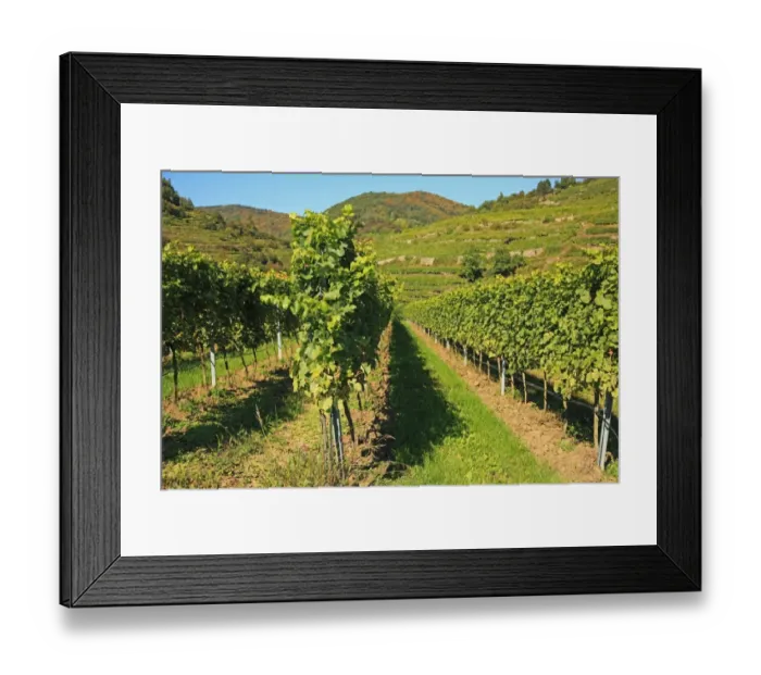 Framed Print : Vineyard, Austria, Wachau Valley Framed Print : Vineyard, Austria, Wachau Valley