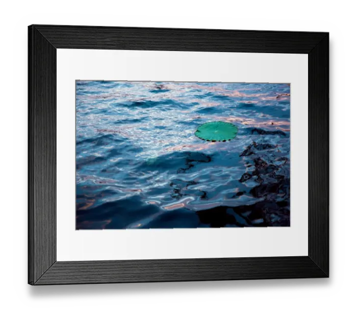 Framed Print : Lotus leaf floating on West Lake, Hangzhou, China