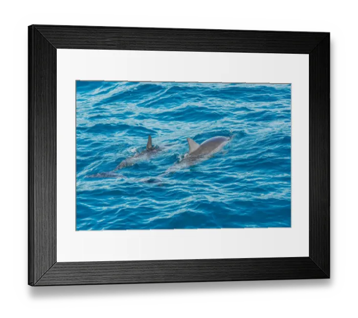 Framed Print : Rotating Dolphins in Fernando de Noronha, Brazil Framed Print : Rotating Dolphins in Fernando de Noronha, Brazil