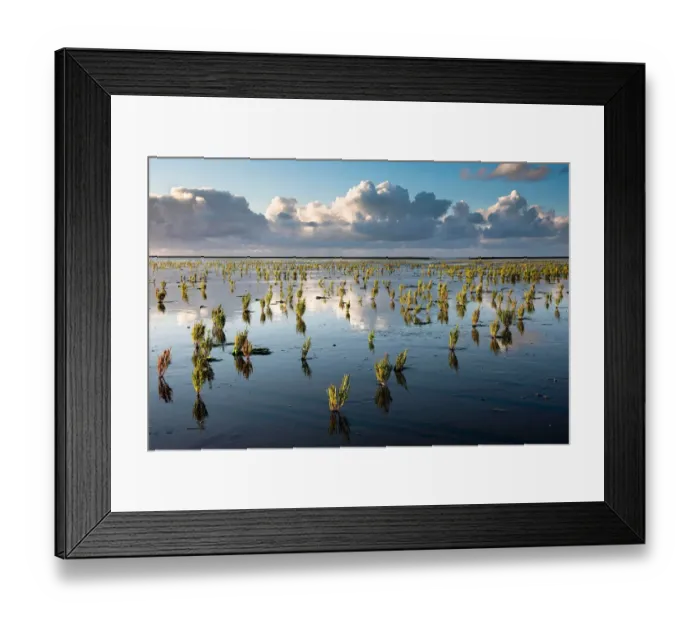 Framed Print : The Dutch Wetlands