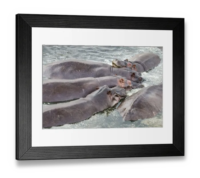 Framed Print : Hippopotamus submerged on Framed Print : Hippopotamus submerged on