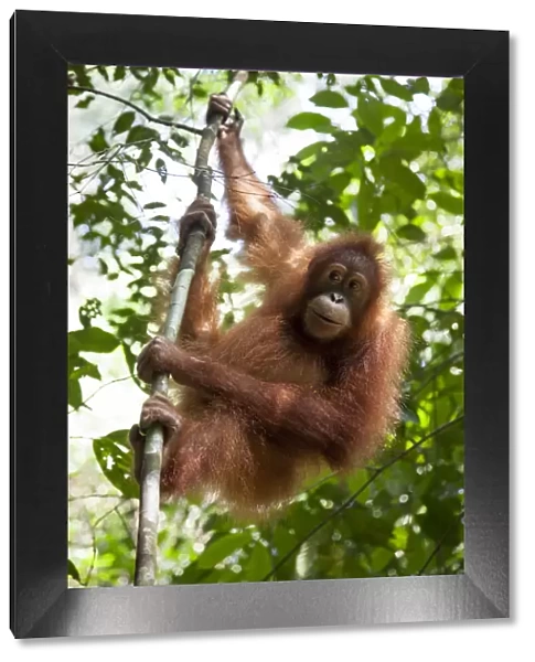 Juvenile orangutan hanging on a tree