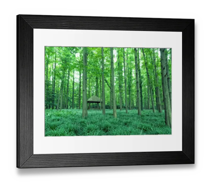 Framed Print : Metasequoia Forest On Shores Of West Lake, Hangzhou Framed Print : Metasequoia Forest On Shores Of West Lake, Hangzhou