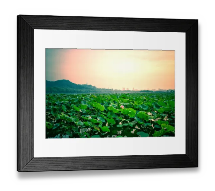 Framed Print : Lotus blooming in West lake, Hangzhou Framed Print : Lotus blooming in West lake, Hangzhou