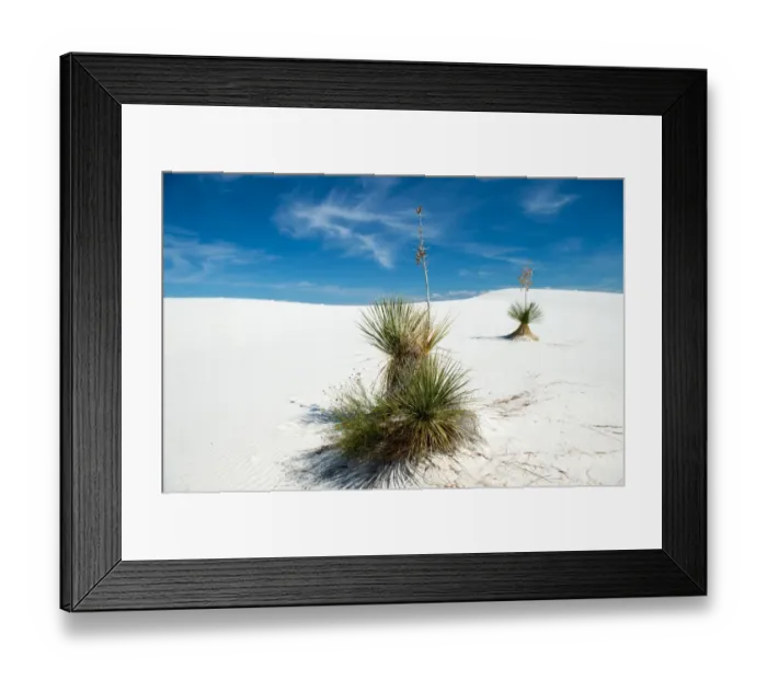Framed Print : Two yucca trees at White Sands National Monument Framed Print : Two yucca trees at White Sands National Monument