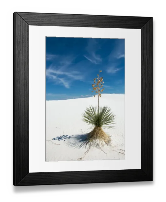 Framed Print : Yucca tree at White Sands National Monument Framed Print : Yucca tree at White Sands National Monument