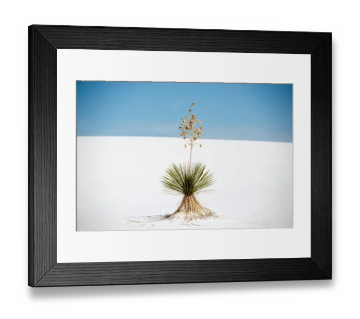 Framed Print : Yucca tree at White Sands National Monument Framed Print : Yucca tree at White Sands National Monument