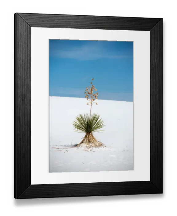 Framed Print : Yucca tree at White Sands National Monument