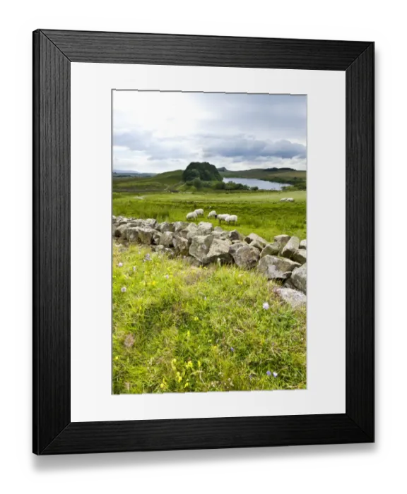 Framed Print : Hadrians Wall Framed Print : Hadrians Wall