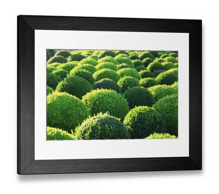 Framed Print : Boxwood, Shape, Pattern Framed Print : Boxwood, Shape, Pattern
