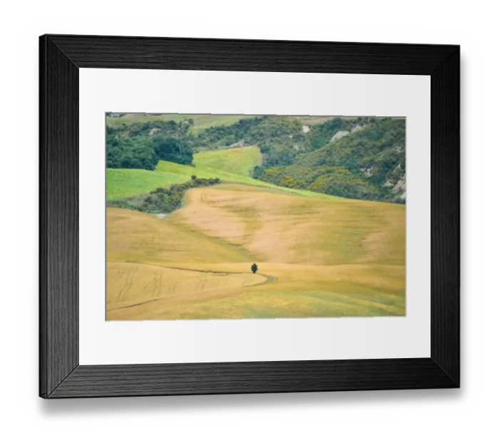 Framed Print : Lone cypess tree amid wheat fields, Val d Orcia Framed Print : Lone cypess tree amid wheat fields, Val d Orcia