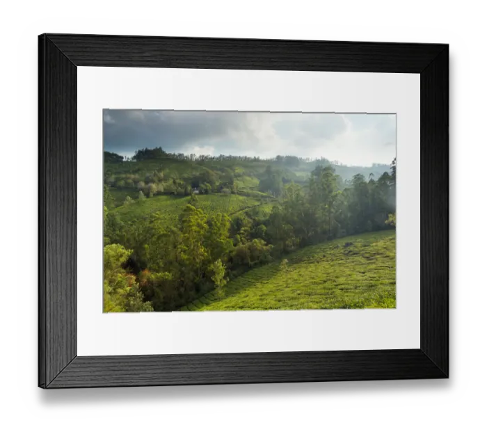 Framed Print : Landscape with tea plantations