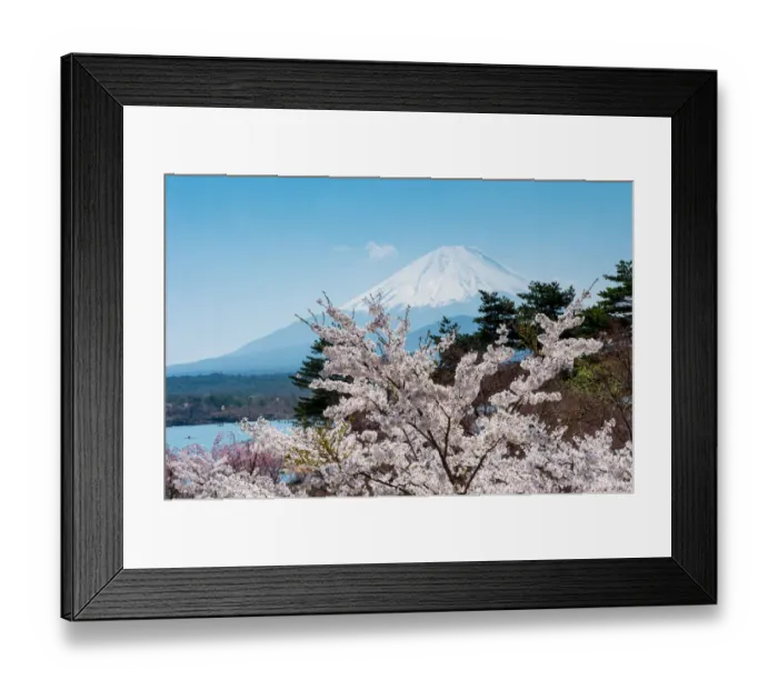Framed Print : Fuji and Sakura Framed Print : Fuji and Sakura