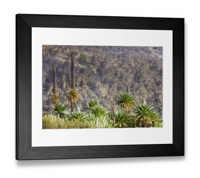 Framed Print : Giant lobelias in Simien mountains Framed Print : Giant lobelias in Simien mountains