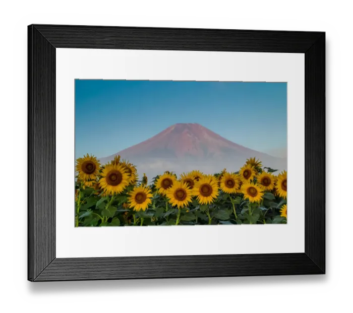 Framed Print : Fuji and Sunflower Framed Print : Fuji and Sunflower