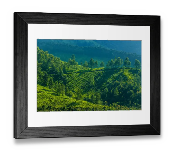 Framed Print : Tea plantation landscape Framed Print : Tea plantation landscape