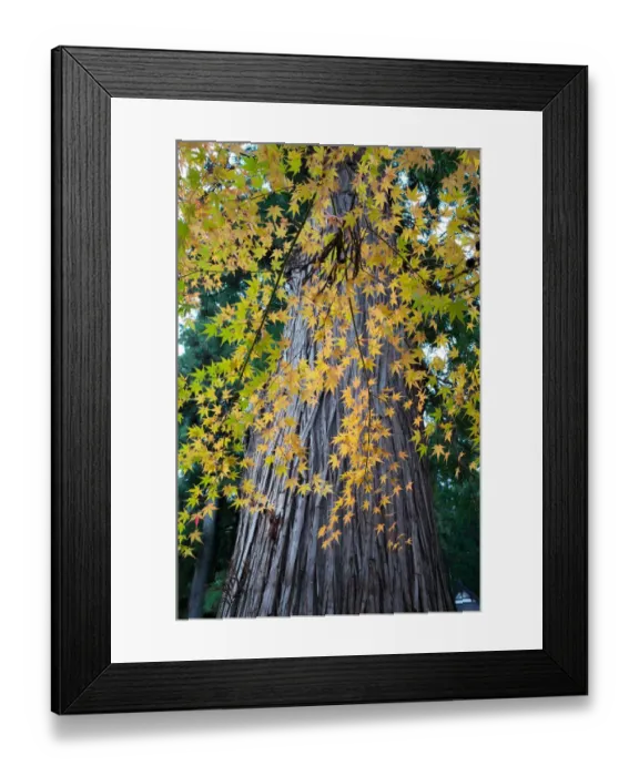Framed Print : Maple tree at Shirakawa-go