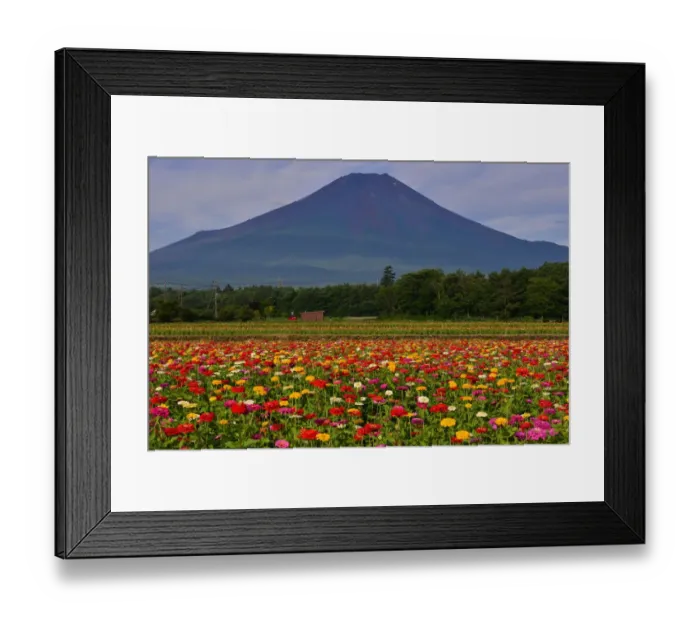 Framed Print : Mt Fuji and Multi-colored Zinnia Framed Print : Mt Fuji and Multi-colored Zinnia