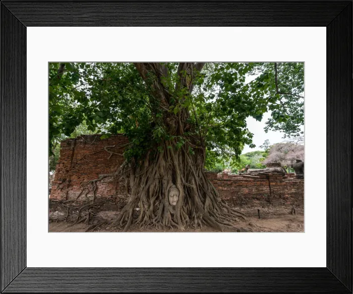Framed Print : Buddha head in tree roots Framed Print : Buddha head in tree roots