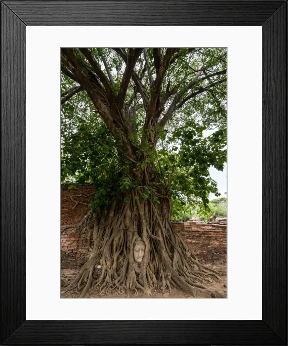 Framed Print : Buddha head in tree roots Framed Print : Buddha head in tree roots