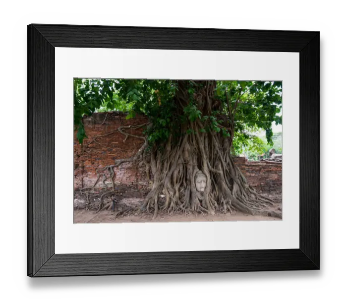 Framed Print : Buddha head in tree roots Framed Print : Buddha head in tree roots