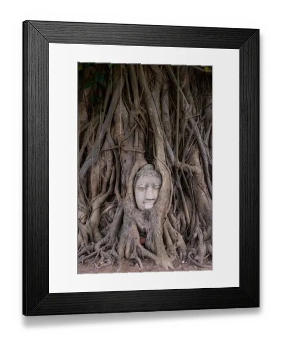 Framed Print : Buddha head in tree roots Framed Print : Buddha head in tree roots