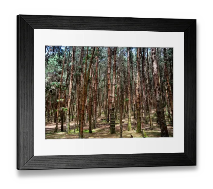 Framed Print : Pine Tree Forest Framed Print : Pine Tree Forest