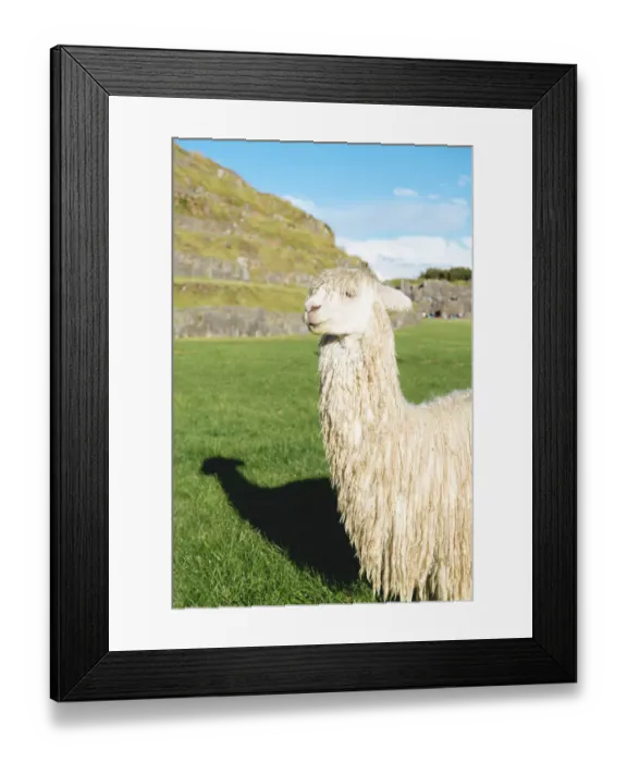 Framed Print : Cute white alpaca in Sacsayhuaman, Cusco, Peru Framed Print : Cute white alpaca in Sacsayhuaman, Cusco, Peru