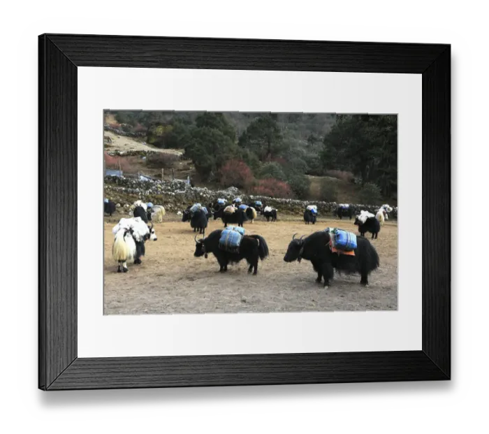 Framed Print : Yaks in the Imja Khola river valley, Dingboche Framed Print : Yaks in the Imja Khola river valley, Dingboche