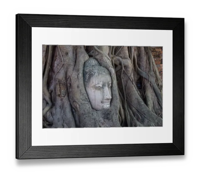 Framed Print : Buddha head in Ayutthaya Framed Print : Buddha head in Ayutthaya
