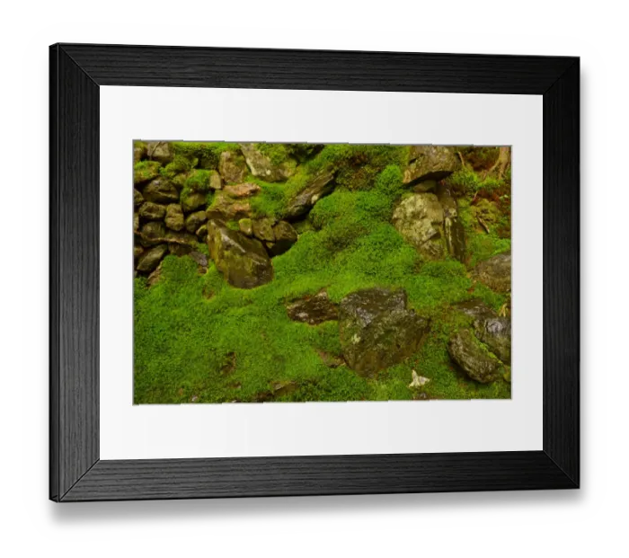 Framed Print : Moss garden Framed Print : Moss garden
