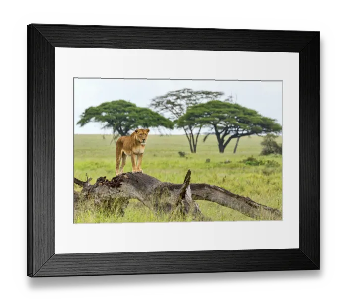 Framed Print : Lion -Panthera leo- on rotten tree, Serengeti, Tanzania Framed Print : Lion -Panthera leo- on rotten tree, Serengeti, Tanzania