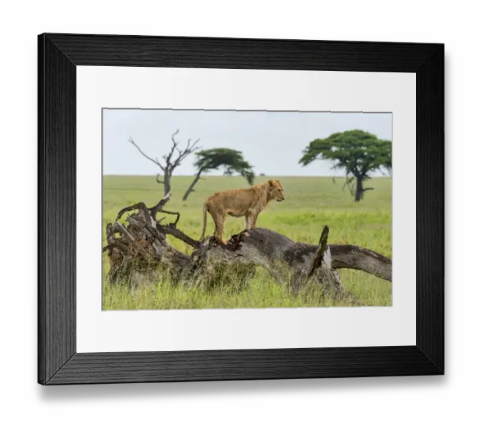 Framed Print : Lion -Panthera leo- on rotten tree, Serengeti, Tanzania Framed Print : Lion -Panthera leo- on rotten tree, Serengeti, Tanzania