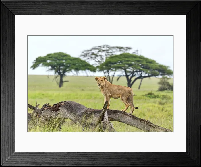 Framed Print : Lion -Panthera leo- on rotten tree, Serengeti, Tanzania Framed Print : Lion -Panthera leo- on rotten tree, Serengeti, Tanzania