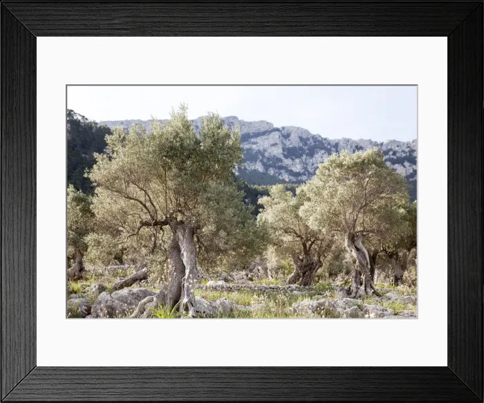 Framed Print : Olive trees in Serra de Tramuntana Framed Print : Olive trees in Serra de Tramuntana