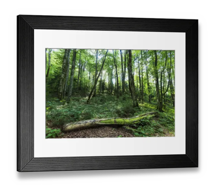 Framed Print : Forest Around National Park Plitvice, Croatia Framed Print : Forest Around National Park Plitvice, Croatia