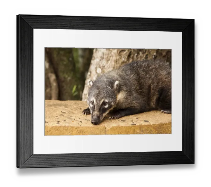 Framed Print : Coati on Iguazu Falls National Park, Argentina Framed Print : Coati on Iguazu Falls National Park, Argentina