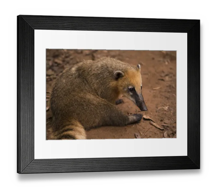 Framed Print : Coati on Iguazu Falls National Park, Argentina Framed Print : Coati on Iguazu Falls National Park, Argentina