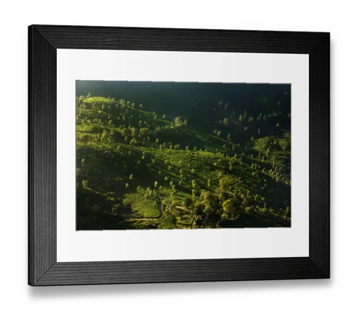 Framed Print : Tea plantations at sunrise Framed Print : Tea plantations at sunrise