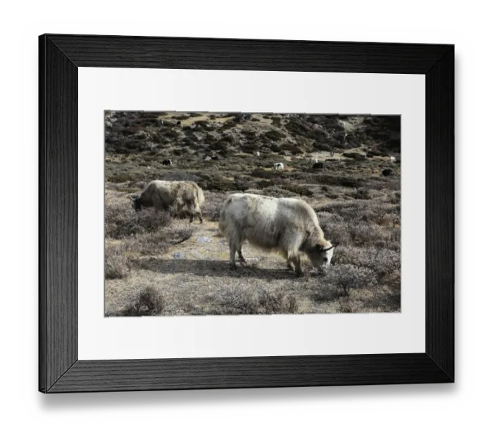 Framed Print : Yaks on the Pheriche Pass
